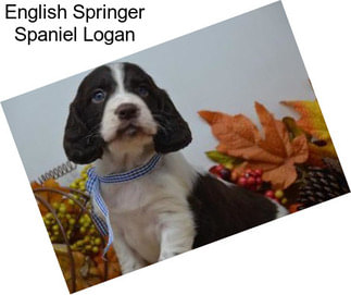 English Springer Spaniel Logan