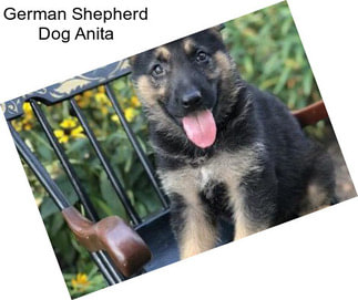 German Shepherd Dog Anita