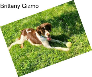 Brittany Gizmo