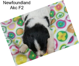 Newfoundland Akc F2