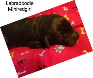 Labradoodle Miniredgirl