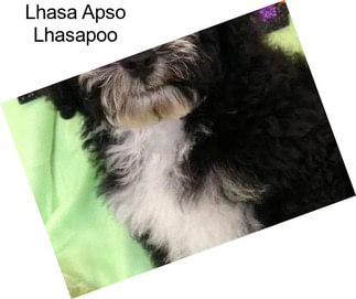 Lhasa Apso Lhasapoo