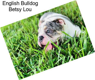 English Bulldog Betsy Lou