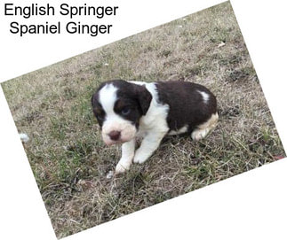 English Springer Spaniel Ginger