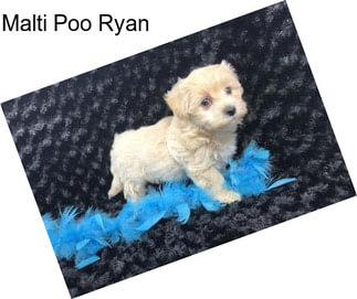 Malti Poo Ryan