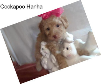 Cockapoo Hanha