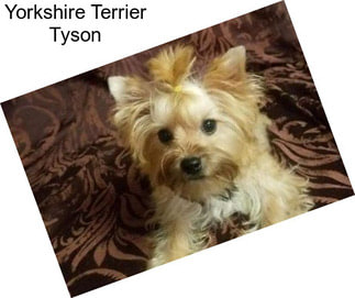 Yorkshire Terrier Tyson