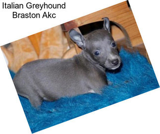 Italian Greyhound Braston Akc