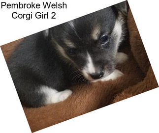 Pembroke Welsh Corgi Girl 2