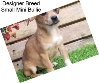Designer Breed Small Mini Bullie