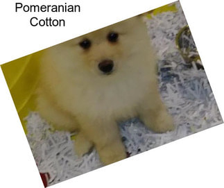 Pomeranian Cotton