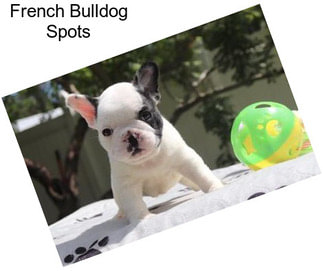 French Bulldog Spots