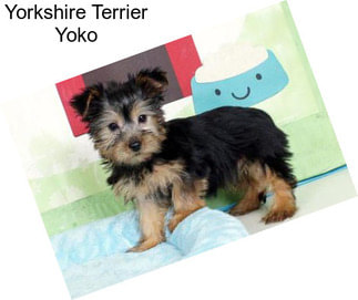 Yorkshire Terrier Yoko