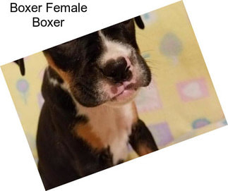 Boxer Female Boxer