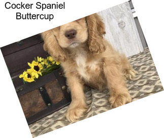 Cocker Spaniel Buttercup