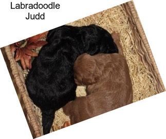 Labradoodle Judd