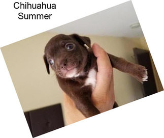 Chihuahua Summer