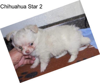 Chihuahua Star 2