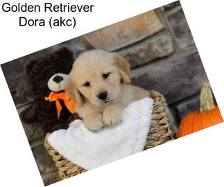 Golden Retriever Dora (akc)