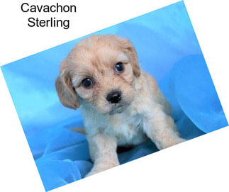 Cavachon Sterling