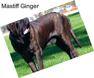 Mastiff Ginger