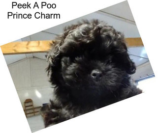 Peek A Poo Prince Charm