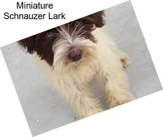 Miniature Schnauzer Lark