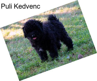 Puli Kedvenc