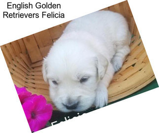 English Golden Retrievers Felicia