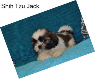 Shih Tzu Jack