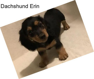 Dachshund Erin