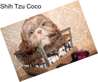 Shih Tzu Coco