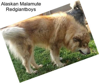 Alaskan Malamute Redgiantboys