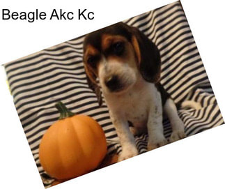Beagle Akc Kc