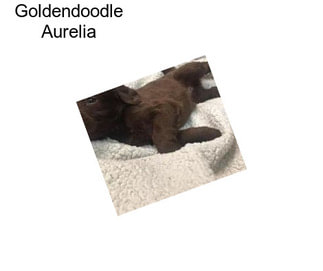 Goldendoodle Aurelia