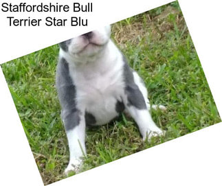 Staffordshire Bull Terrier Star Blu