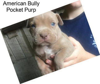 American Bully Pocket Purp
