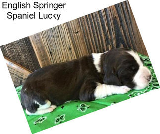 English Springer Spaniel Lucky