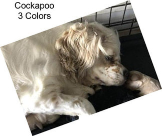 Cockapoo 3 Colors