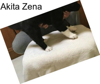 Akita Zena