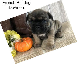 French Bulldog Dawson