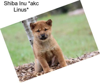 Shiba Inu *akc Linus*