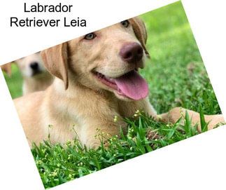 Labrador Retriever Leia