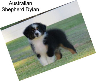 Australian Shepherd Dylan