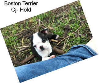 Boston Terrier Cj- Hold