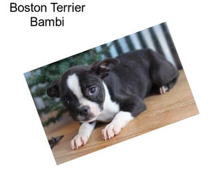 Boston Terrier Bambi
