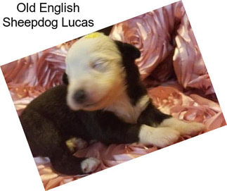 Old English Sheepdog Lucas