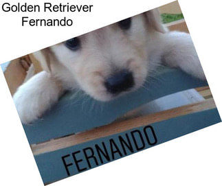 Golden Retriever Fernando