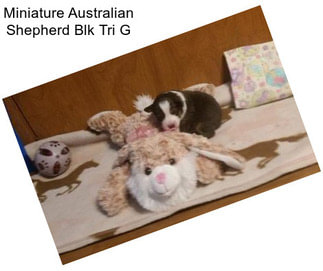 Miniature Australian Shepherd Blk Tri G