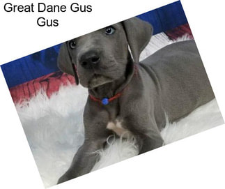 Great Dane Gus Gus